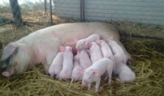 怎樣來提高仔豬的成活率呢？