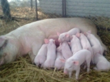 怎樣來提高仔豬的成活率呢？