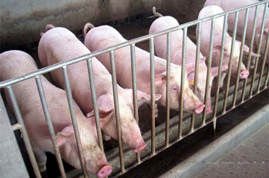 九個小訣竅助你養豬省料