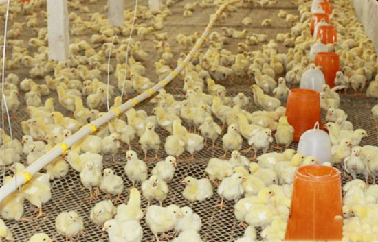 如何提高肉雞7日齡體重