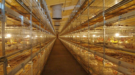 肉雞立體籠養的管理要點