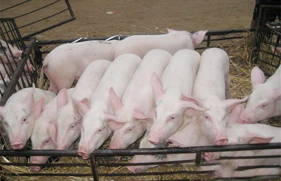 仔豬患病期間添加精飼料有什麼壞處？