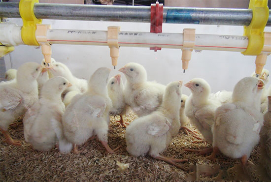 飲水在肉雞生産中的重要性