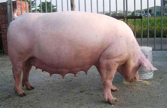 造成夏季母豬不孕或受胎率低的原因