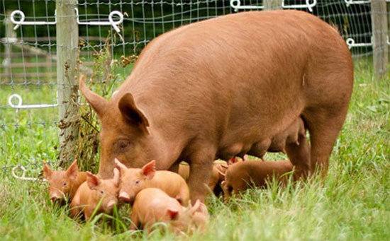 《中國動物福利标準》将出台