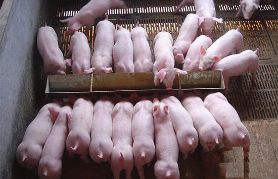 為什麼教槽料成本這麼高?