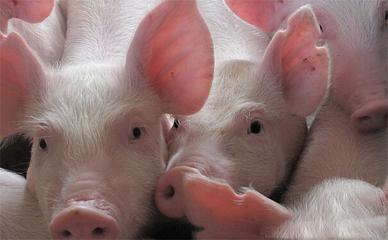 千元仔豬是圈套?