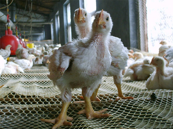 肉雞疾病診斷思路及防控對策