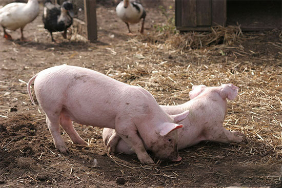 秋季怎麼降低生豬的發病率?