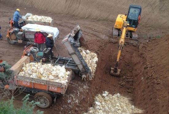 各地病死畜禽處理方案陸續頒布