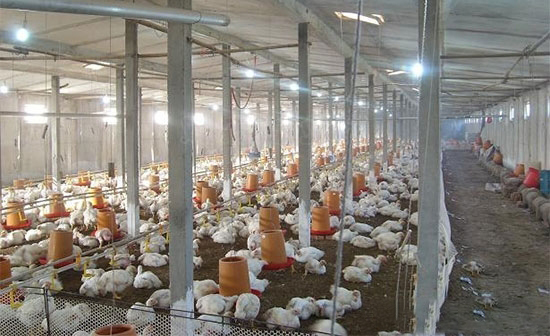 溫差是決定肉雞養殖成功的重要因素