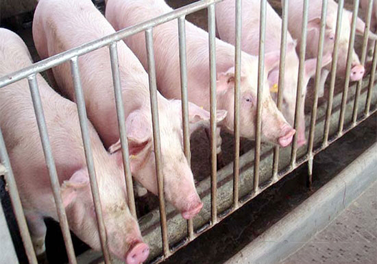 豬長期消瘦是什麼原因？