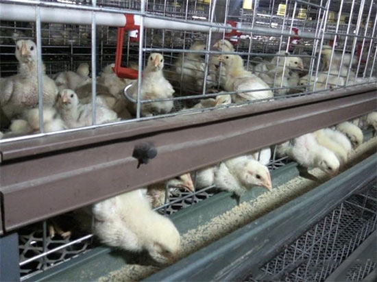 肉雞籠養管理技術