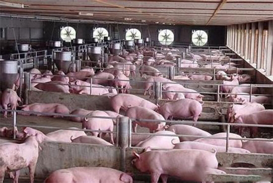 養豬飼喂方法有講究