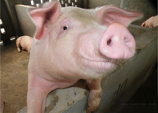 秋季被稱為養豬黃金期