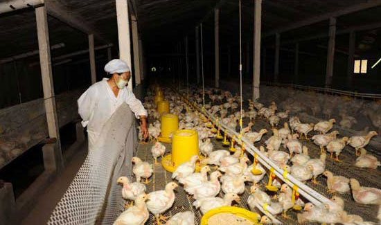 飼養肉雞的費用計算