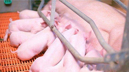 如何幫助母豬産後子宮恢複