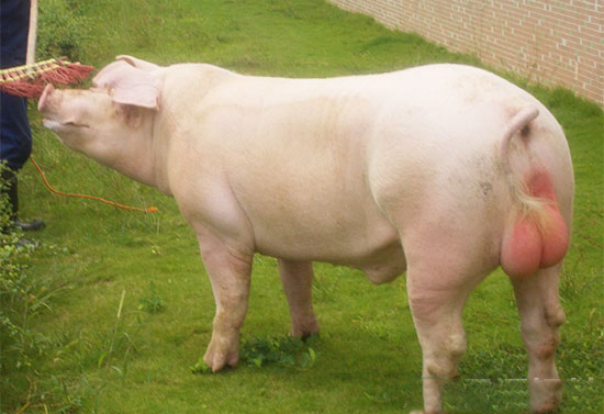 種豬引種體會總結