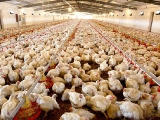 規模化肉雞養殖場生物安全防禦體系的建立