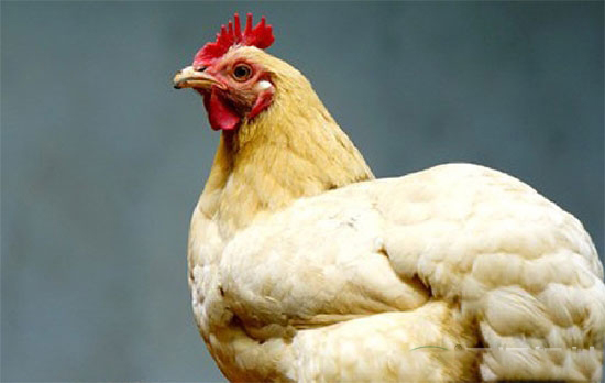 現代肉雞快速生長的奧秘