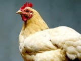現代肉雞快速生長的奧秘