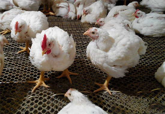 引起肉雞猝死的原因
