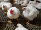 引起肉雞猝死的原因