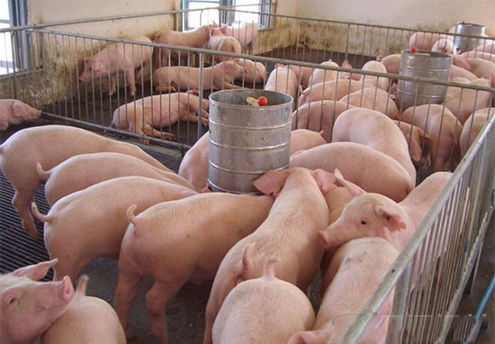 豬場存欄超過500頭就要納稅了