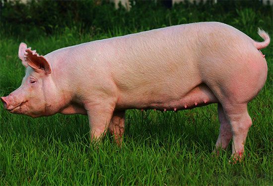 配制懷孕母豬飼料注意事項