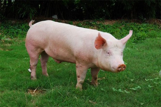 種豬引進後的隔離與适應過程