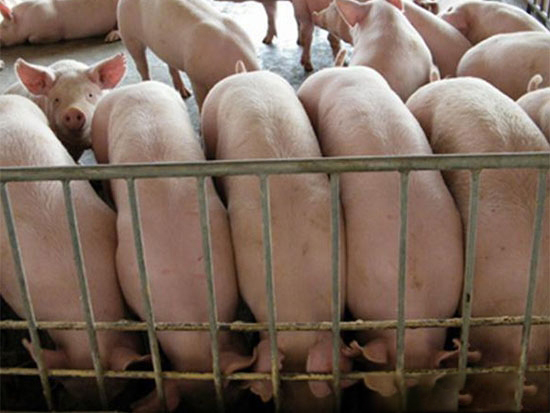 育肥豬的管理事項