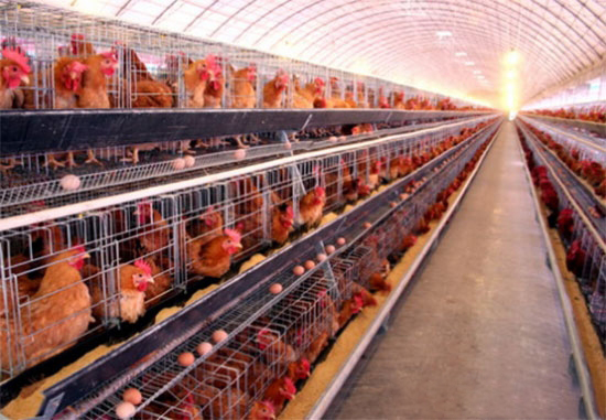 秋季新雞的催産工作怎樣做?