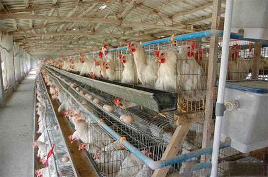 蛋雞秋季管理注意事項