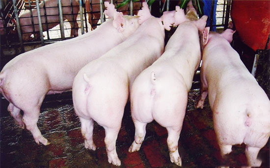 不同模式下豬多發生性疾病的流行情況