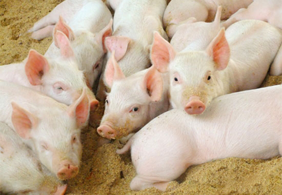 養豬雞畜禽需交環保稅？