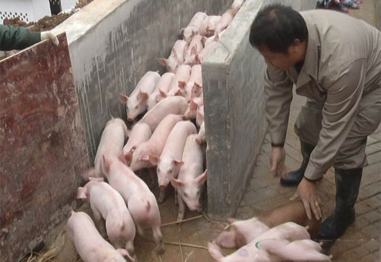 豬群的周轉怎樣做更安全