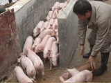 豬群的周轉怎樣做更安全