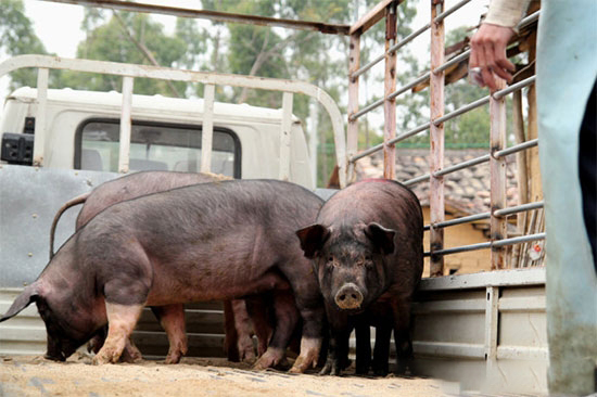 如何把肥豬賣出高價錢