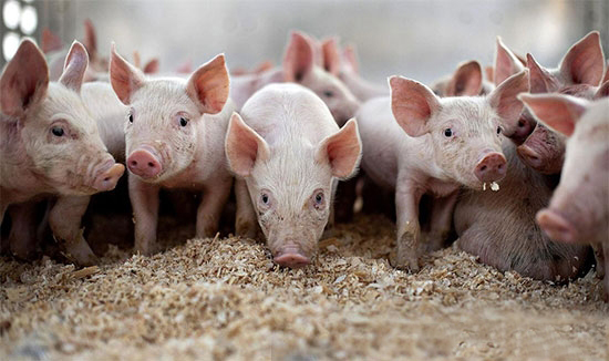 十三五時期我國生豬産業發展政策措施