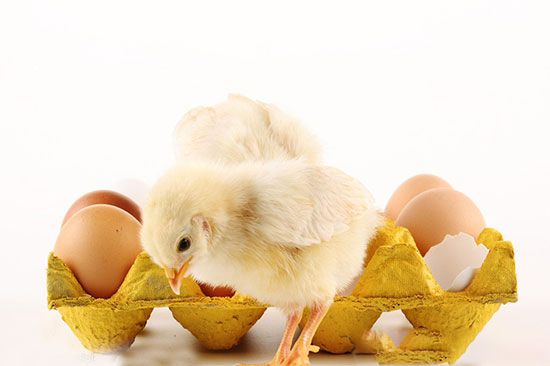 肉雞出雛的時間控制