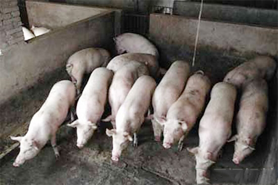 家庭養豬場容易潛伏的6點緻命要害