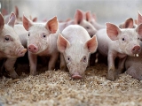十三五時期我國生豬産業發展政策措施