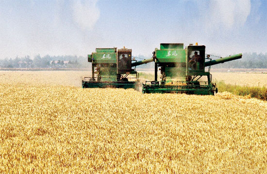 農業部在全國100個縣試點“糧改飼”