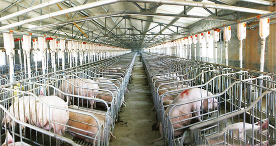 豬場改擴建最高可拿100萬元補貼！