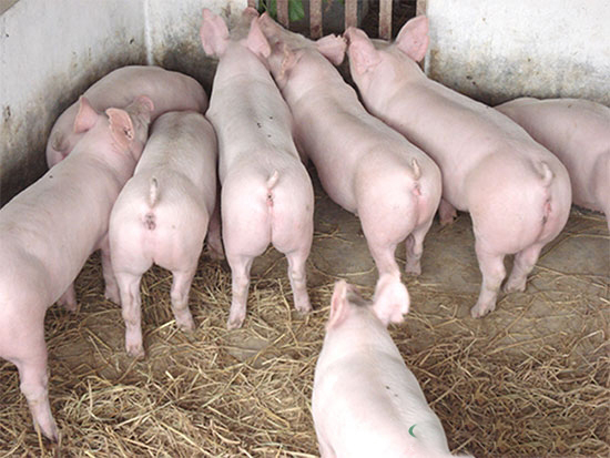 氣溫晝夜變化大容易引發豬群各種疾病