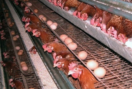 養殖蛋雞需注意秋防