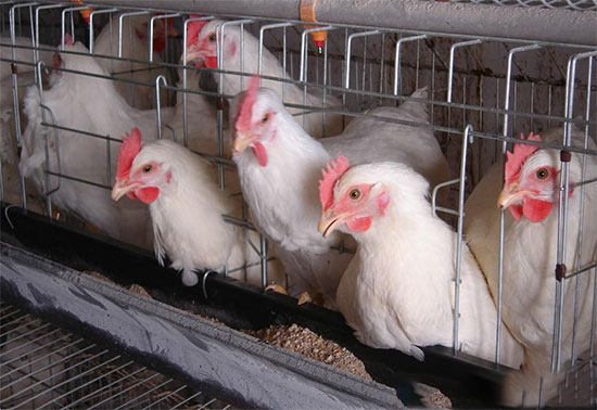 立體籠養肉雞飼養管理的八個技術要點