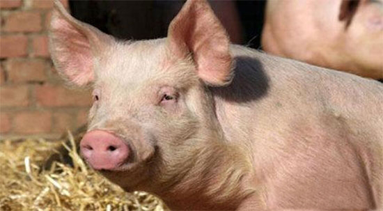 “十一”豬價格走向何方？