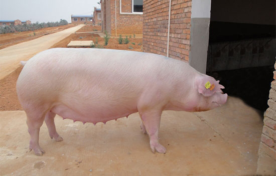 空懷母豬的飼養訣竅