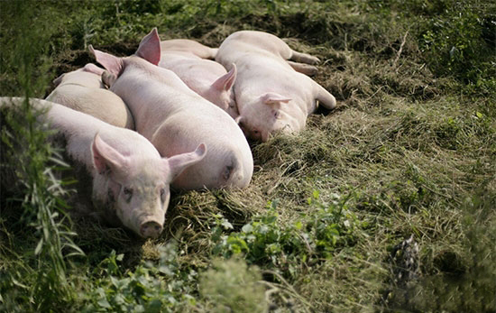 豬場應激成本如何核算？